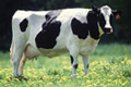 Discover the smarter way to feed cows during the dry period…